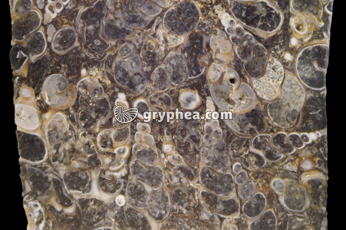 Gastéropodes dans une lumachelle (surface polie) - gryphea.com